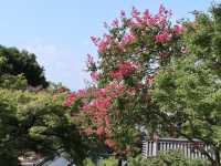 Byodoin Temple: A Timeless Treasure in Uji