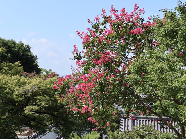 Byodoin Temple: A Timeless Treasure in Uji
