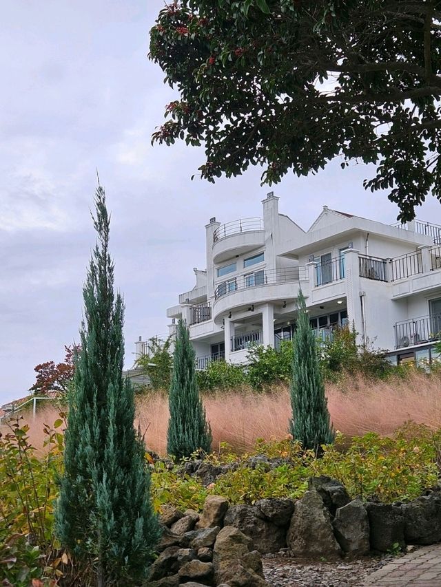 제주도 🎁동백꽃 명소✨️ 제주 마노르블랑 