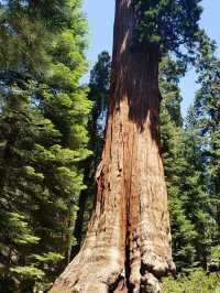 Among Giants – My Outdoor Adventure in Sequoia National Park