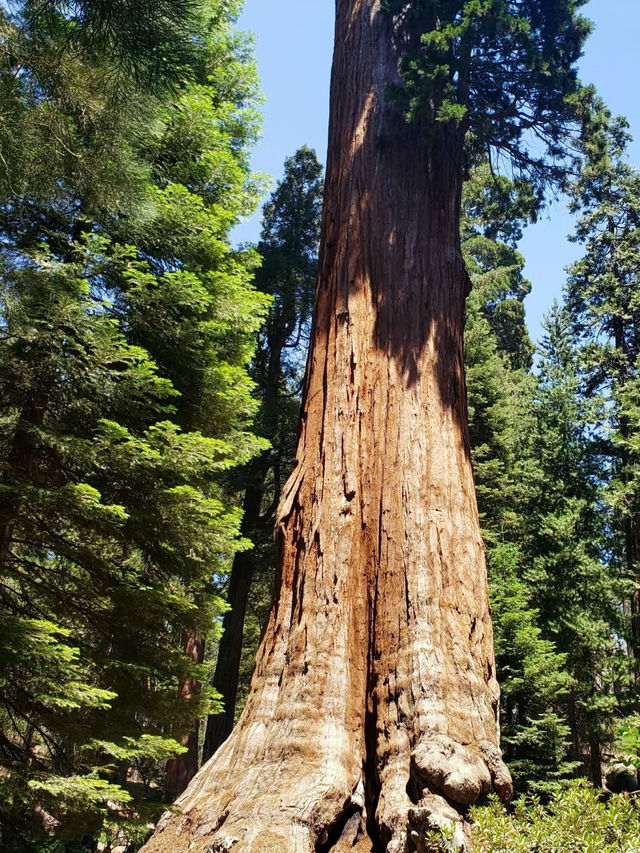 Among Giants – My Outdoor Adventure in Sequoia National Park