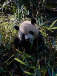 Meet them fluffy lil creatures in Panda Valley