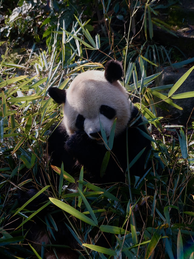 Meet them fluffy lil creatures in Panda Valley