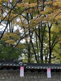 ชมใบไม้เปลี่ยนสีที่ถนนจองดงกิล (정동길) 🍁