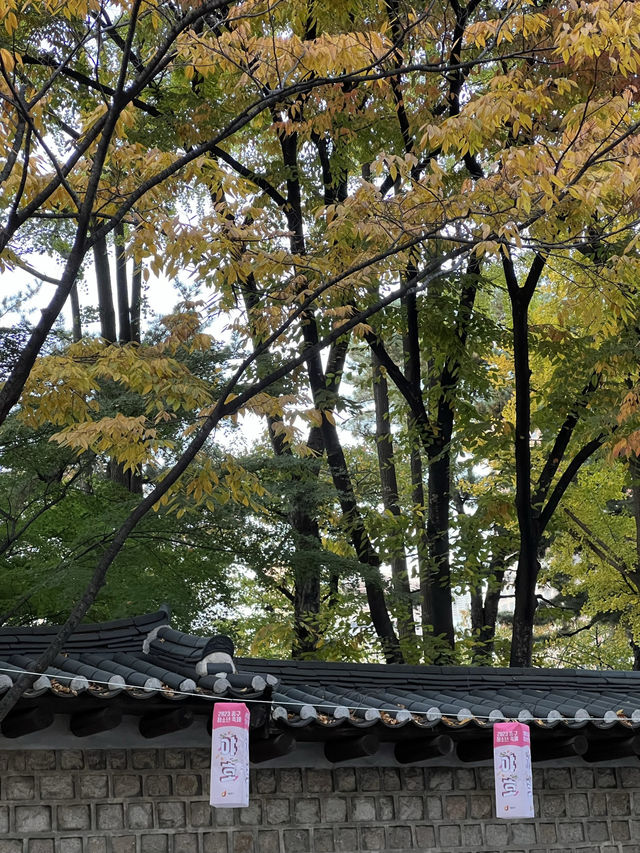 ชมใบไม้เปลี่ยนสีที่ถนนจองดงกิล (정동길) 🍁