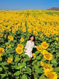 ทุ่งดอกทานตะวัน ไร่มณีศร เขาใหญ่ 🌻