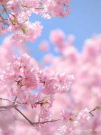 🌸 Matsuda Sakura Festival 🌸