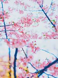 【絶景】熱海の桜が咲いてます🌸💗