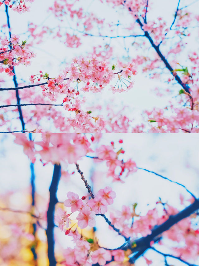 【絶景】熱海の桜が咲いてます🌸💗