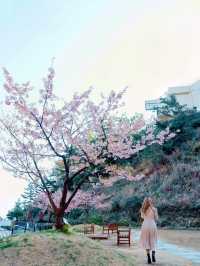 【絶景】熱海の桜が咲いてます🌸💗