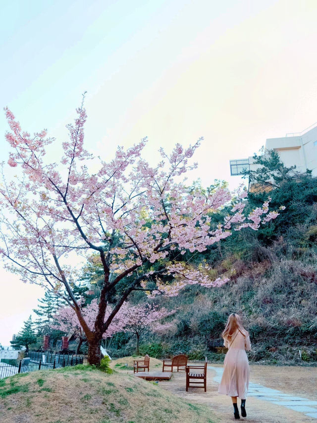 【絶景】熱海の桜が咲いてます🌸💗