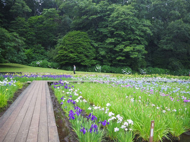 【千葉・佐倉】佐倉城址公園の菖蒲🌿✨