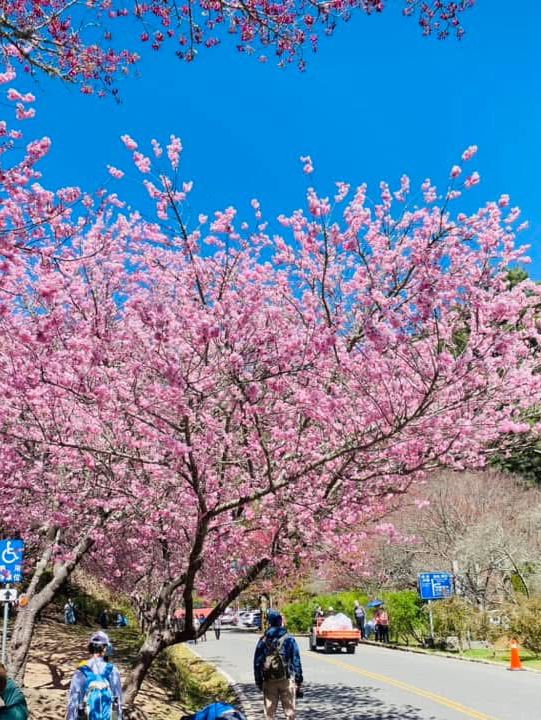 武陵農場櫻花美景