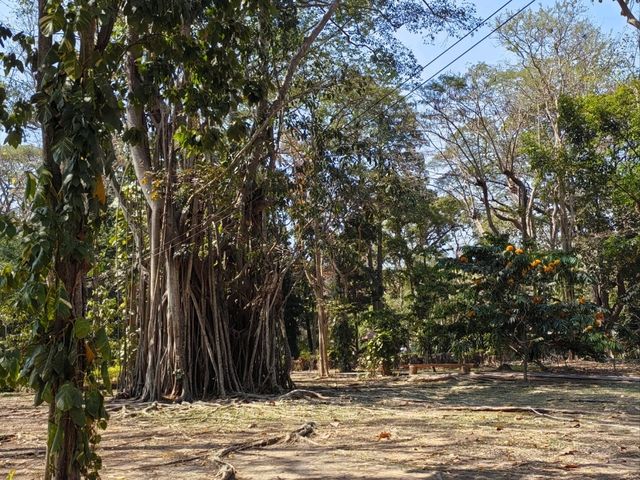 เส้นทางศึกษาธรรมชาติ สวนป่า  มวกเหล็ก 