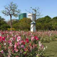 สวนดอกไม้ฮอลลี่ฮ็อค ที่สวยและปังที่สุดในขณะนี้🌸🍃