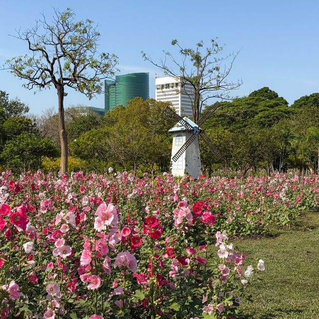 สวนดอกไม้ฮอลลี่ฮ็อค ที่สวยและปังที่สุดในขณะนี้🌸🍃