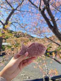 東京出發one day tour, 河津櫻花祭🌸