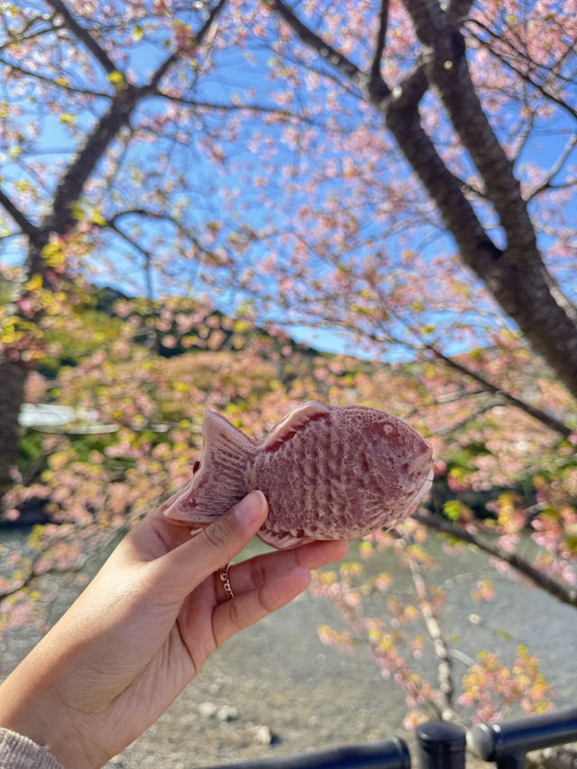 東京出發one day tour, 河津櫻花祭🌸