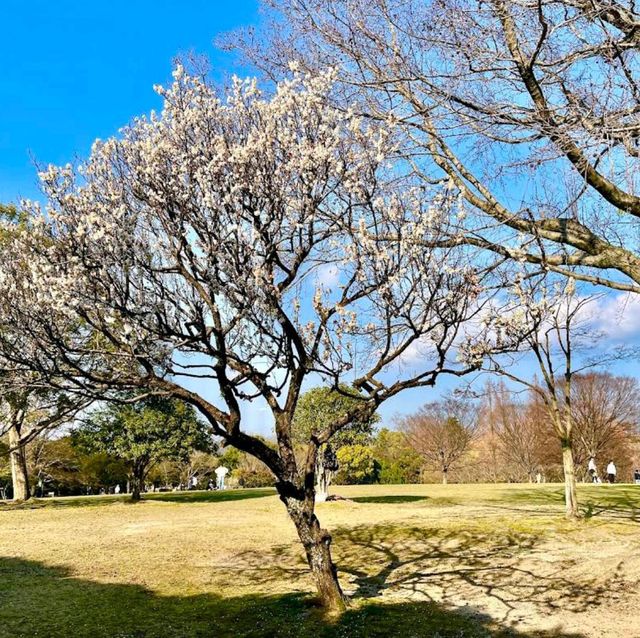 Kasuga Park (春日公園)
