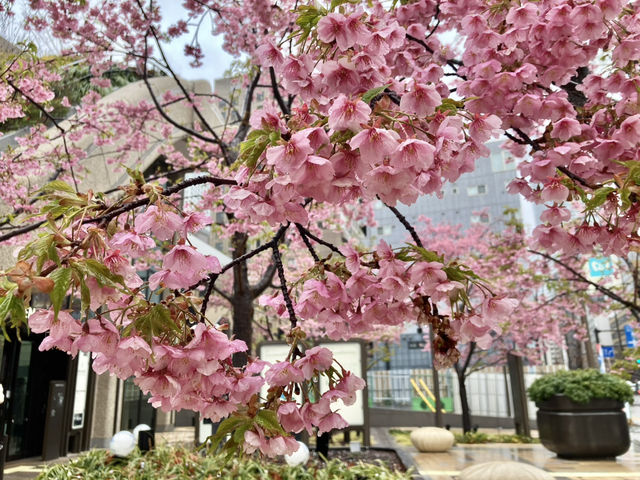 結合櫻花和東京鐵塔的賞櫻地