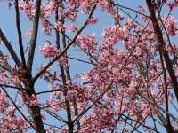 🌸 **觀景山櫻花園（赤鱲角南路）遊覽觀賞櫻花分享** 🌸