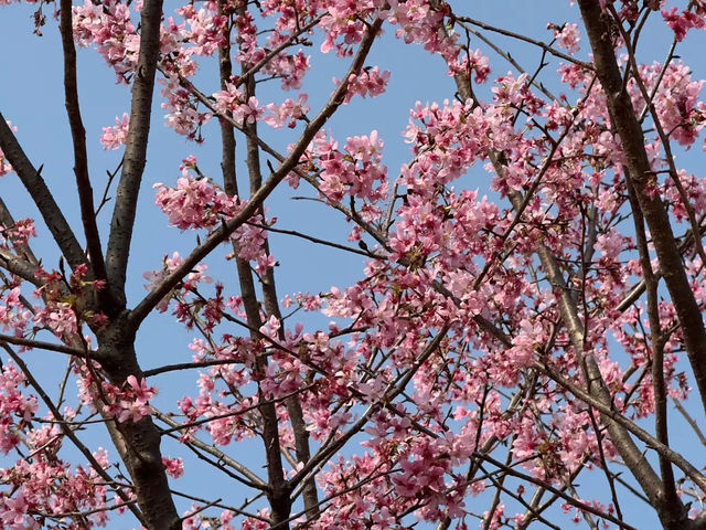 🌸 **觀景山櫻花園（赤鱲角南路）遊覽觀賞櫻花分享** 🌸
