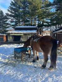 北海道旭川必體驗🐎夢幻雪地行程（老少咸宜）