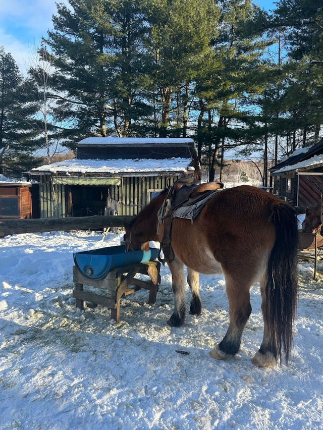 北海道旭川必體驗🐎夢幻雪地行程（老少咸宜）