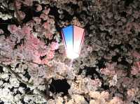 Chasing Sakura at Ueda Castle in Shishu, Nagano