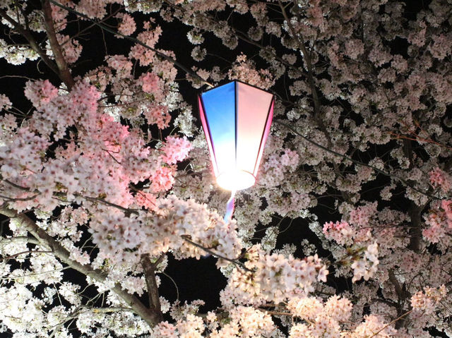 Chasing Sakura at Ueda Castle in Shishu, Nagano