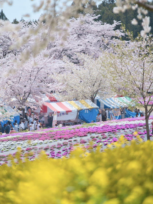 【群馬】行かなきゃ損‼️ここにもあった四重奏🌸桜のトンネルを歩こう！