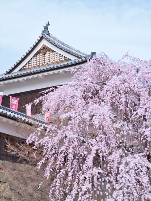 【長野】行かなきゃ損‼️桜と城の絶景🏯濃いピンクの桜ココ🌸