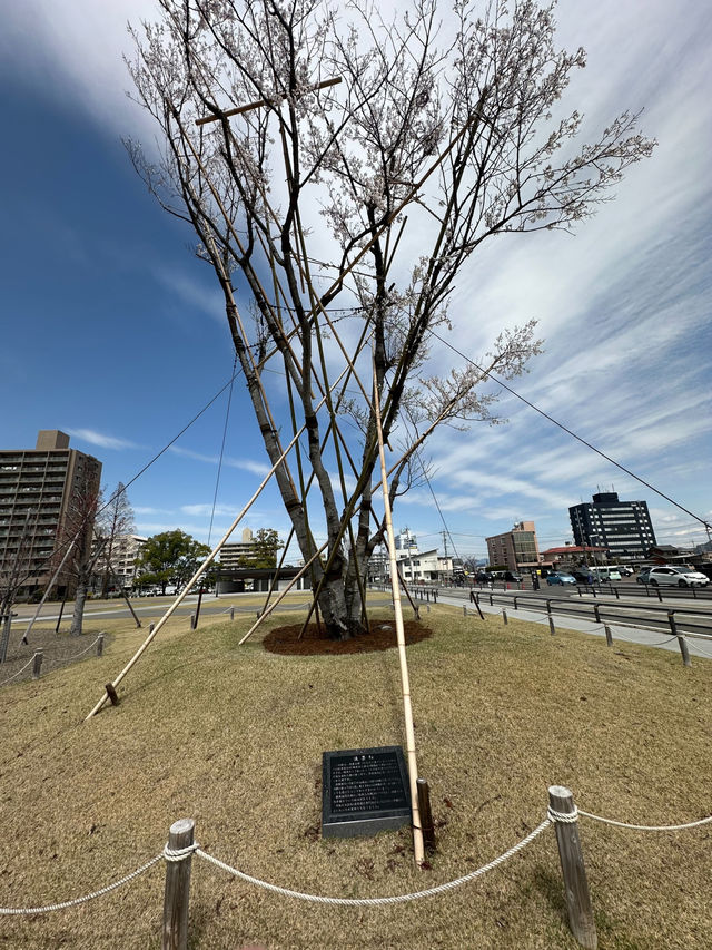 岐阜市🇯🇵 ぎふ結のもり