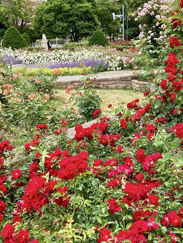 Spring in Sapporo: A Stroll Through Odori Park🌷