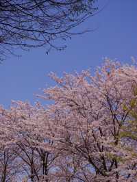 🌸 안양 충훈 벚꽃축제, 봄의 낭만을 만끽하는 완벽 여행지!