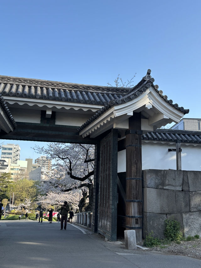 [부도칸] 봄바람 흩날리며~🌸 도심속 고요한 벚꽃명소