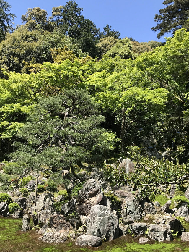 【青岸寺の苔の庭で深呼吸をしませんか。滋賀県　米原市 】