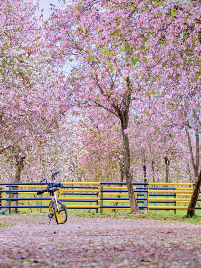 The blooming Bauhinia by the riverside in Guangzhou is breathtakingly beautiful 🌸