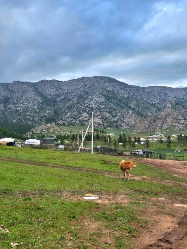 몽골 테를지 신기한 곳 : 거북바위🇲🇳