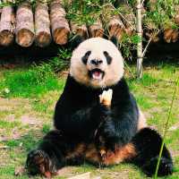 パンダにも会える！癒しと発見が詰まった広大な動物園🐼🌳