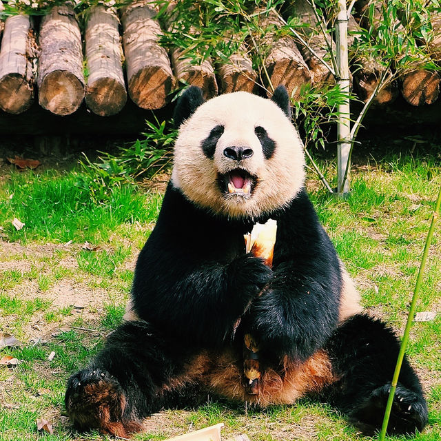 パンダにも会える！癒しと発見が詰まった広大な動物園🐼🌳