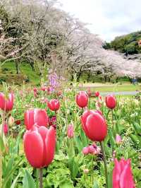 Spring Getaway: Hamamatsu Flower Park
