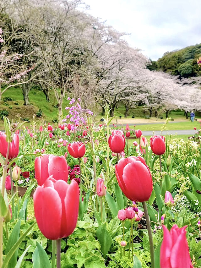 Spring Getaway: Hamamatsu Flower Park