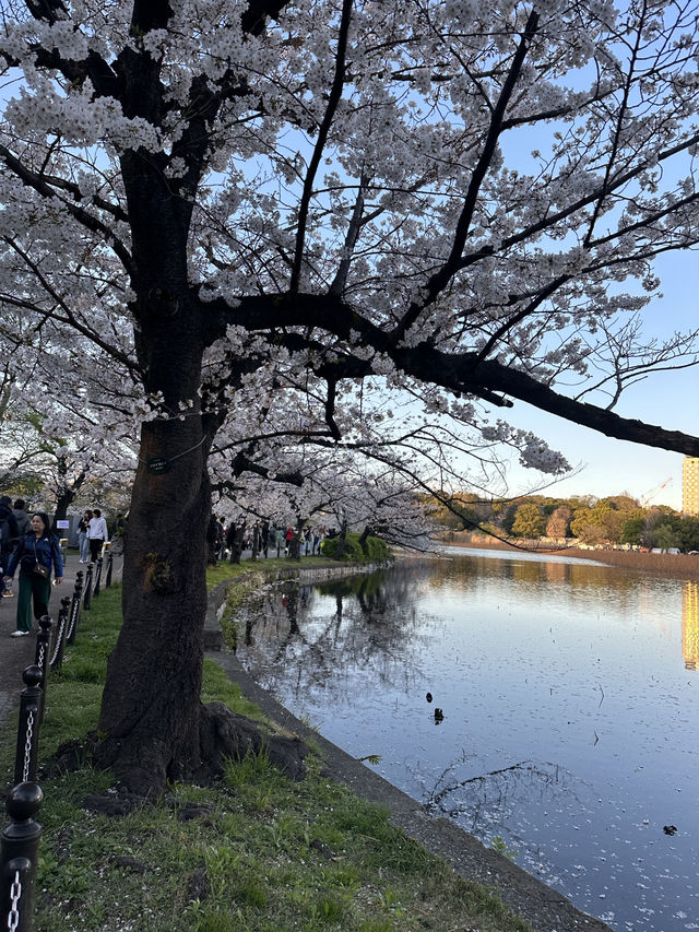 日本百大賞櫻勝地🌸東京上野恩𧶽公園🌸