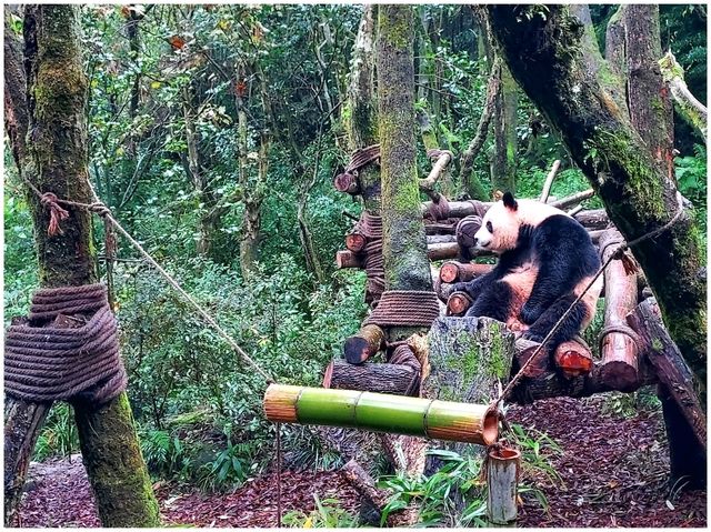 ดูแพนด้าแบบใกล้ชิด @ Panda Valley Dujiangyan