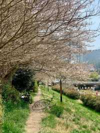벚꽃 데이트 부산북구편 🌸🌸