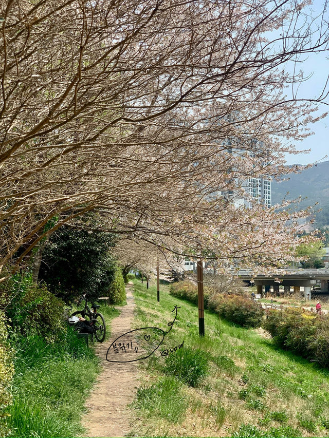 벚꽃 데이트 부산북구편 🌸🌸