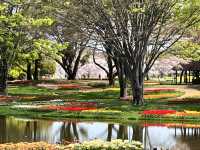 【昭和記念公園】定番の公園の桜はやはり素晴らしく感動❗️
