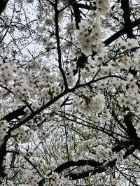 上野の桜 花見スポットまとめ（2025年版）