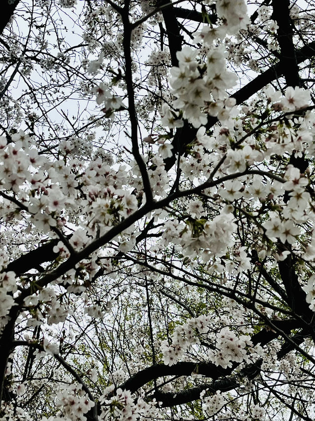 上野の桜 花見スポットまとめ（2025年版）